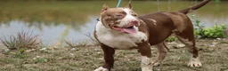 American Bully dogs for sale: Polaris - Ad 3