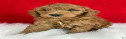 Mini Goldendoodle dogs for sale: Oliver - Ad 5