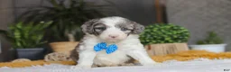 Sheepadoodle dogs for sale: Hoppie - Ad 1
