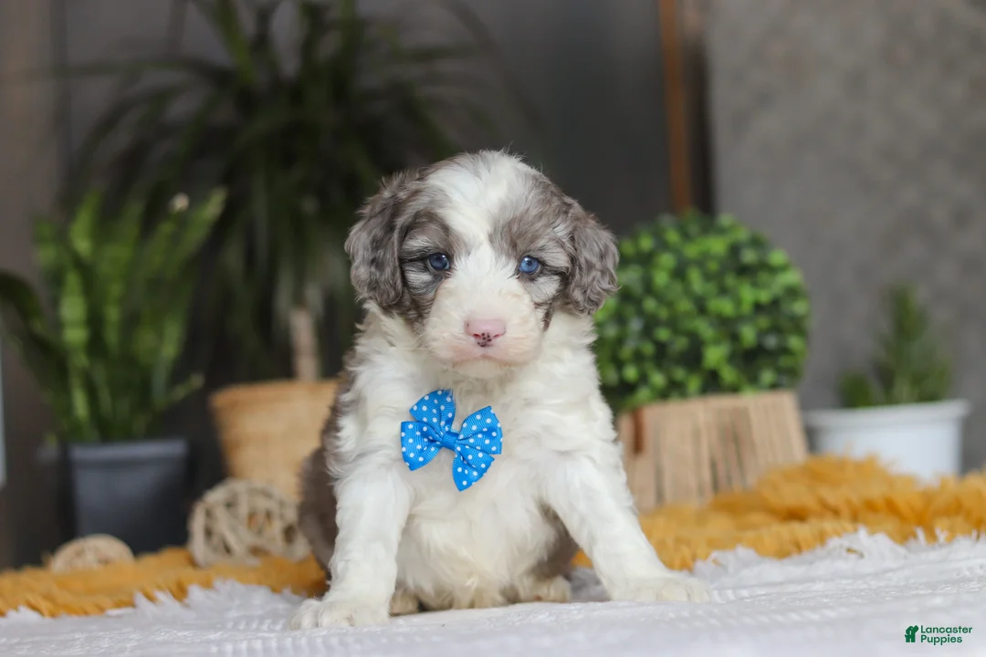 Sheepadoodle dogs for sale: Hoppie - Ad 1