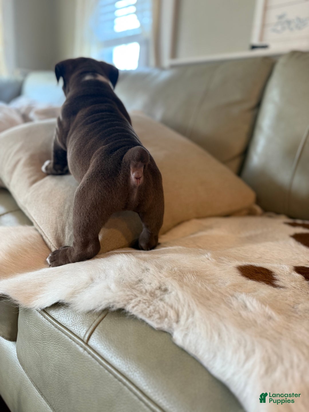 Olde English Bulldogge dogs for sale: Olde English Bulldogge Puppy 2 - Ad 4