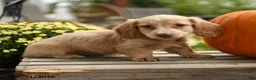 Dachshund dogs for sale: Fauna - Ad 3