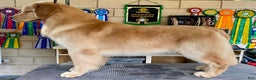 Golden Retriever dogs for stud: Golden Stud - Ad 8
