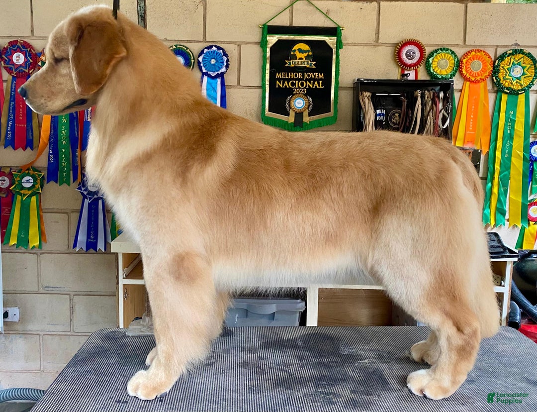 Golden Retriever dogs for stud: Golden Stud - Ad 8
