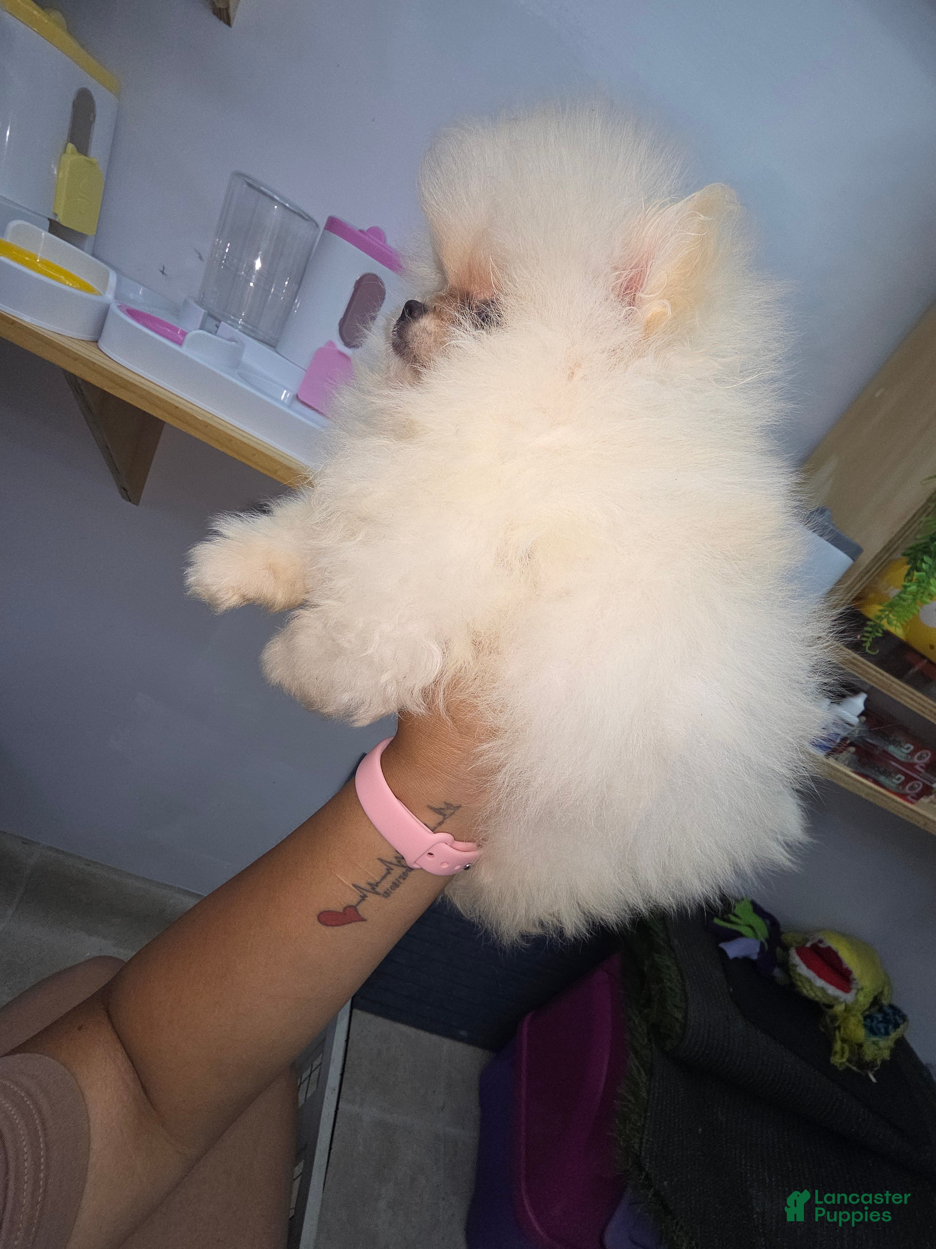 Pomeranian dogs Pomeranian nieve  - Ad 2