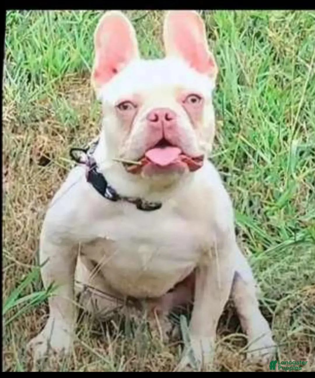 French Bulldog dogs for sale: French Bulldog Puppy 1 - Ad 1