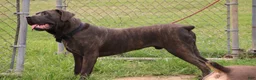Cane Corso dogs for sale: Aries  - Ad 30