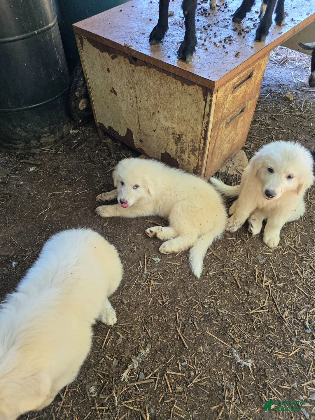 Great Pyrenees dogs for sale: Great Pyrenees 4 - Ad 7