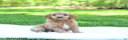 Mini Goldendoodle dogs for sale: Pumpkin - Ad 5