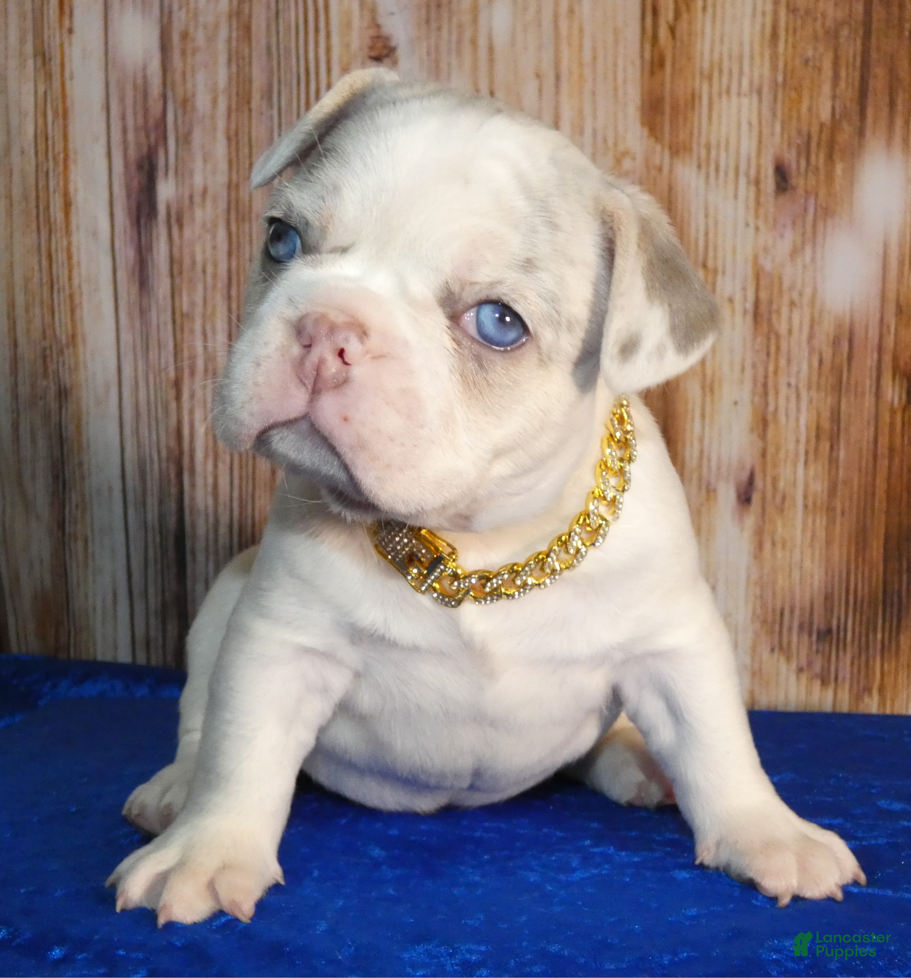 French Bulldog dogs French Bulldog 1 - Ad 1