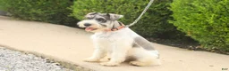 Miniature Schnauzer dogs for sale: Quinn Miniature Schnauzer (crate and leash Trained) - Ad 13