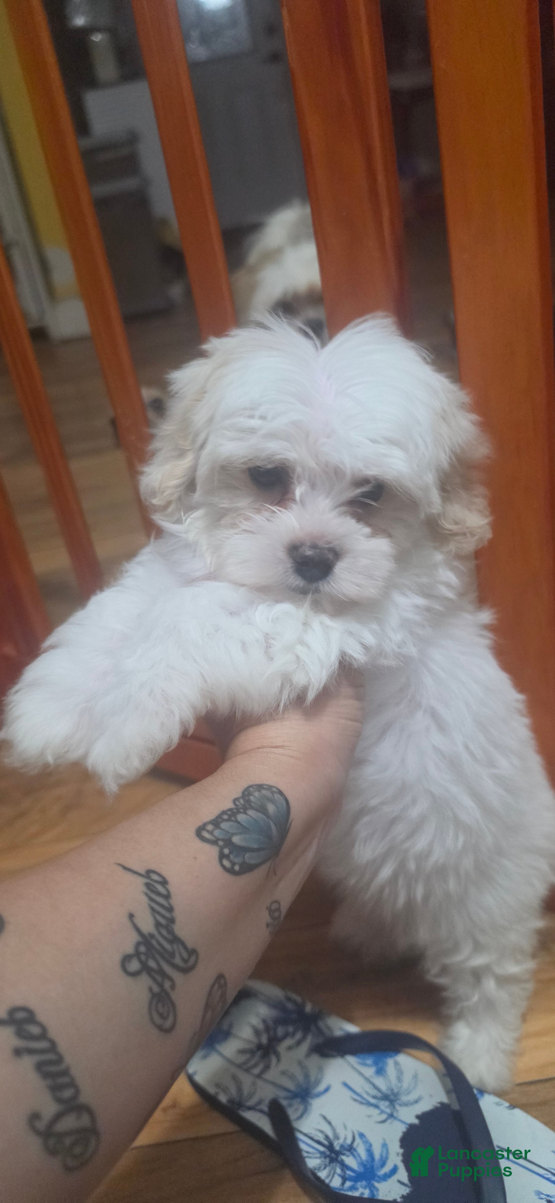 Maltese dogs Maltese Puppy 1 - Ad 32