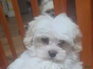 Maltese dogs Maltese Puppy 1 - Ad 32