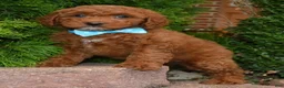 Cockapoo dogs for sale: Kenya - Ad 10