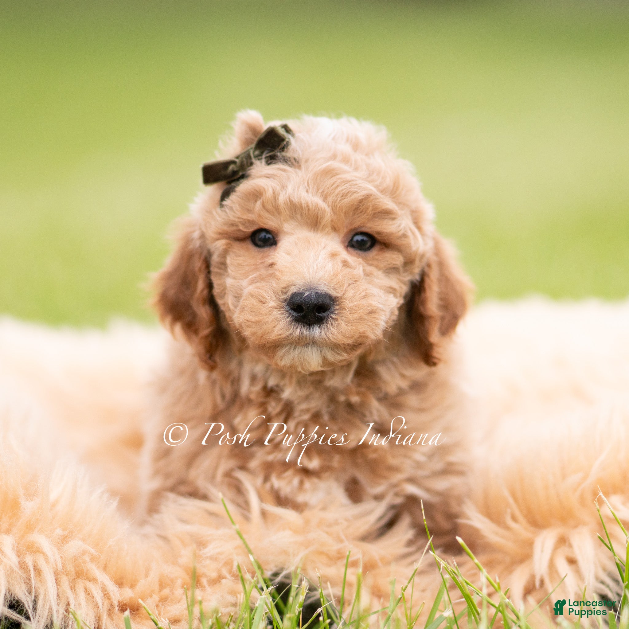 Mini Goldendoodle dogs Sprout - Ad 27