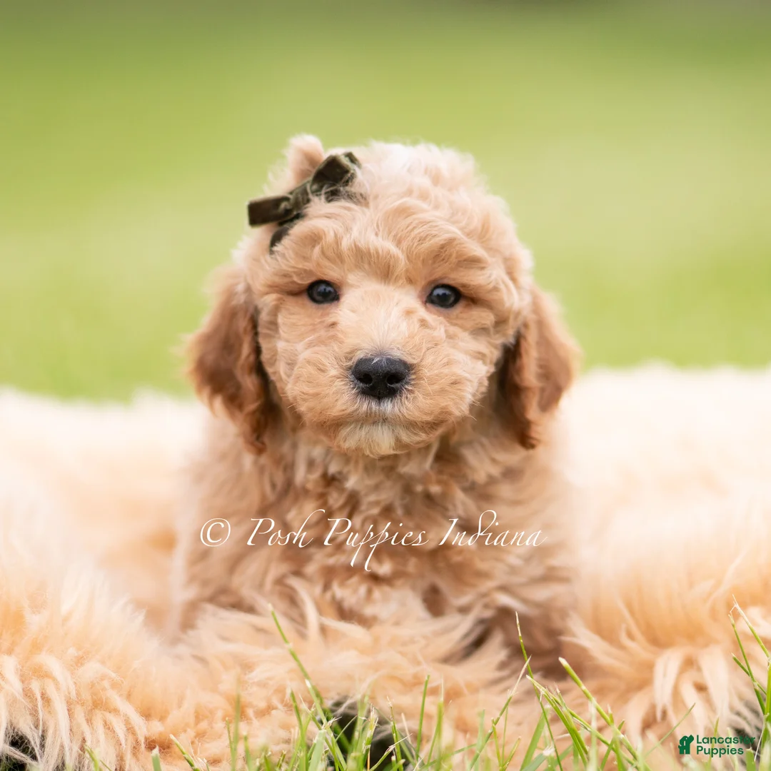Mini Goldendoodle dogs for sale: Sprout - Ad 1