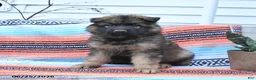German Shepherd dogs for sale: Levi - Ad 2