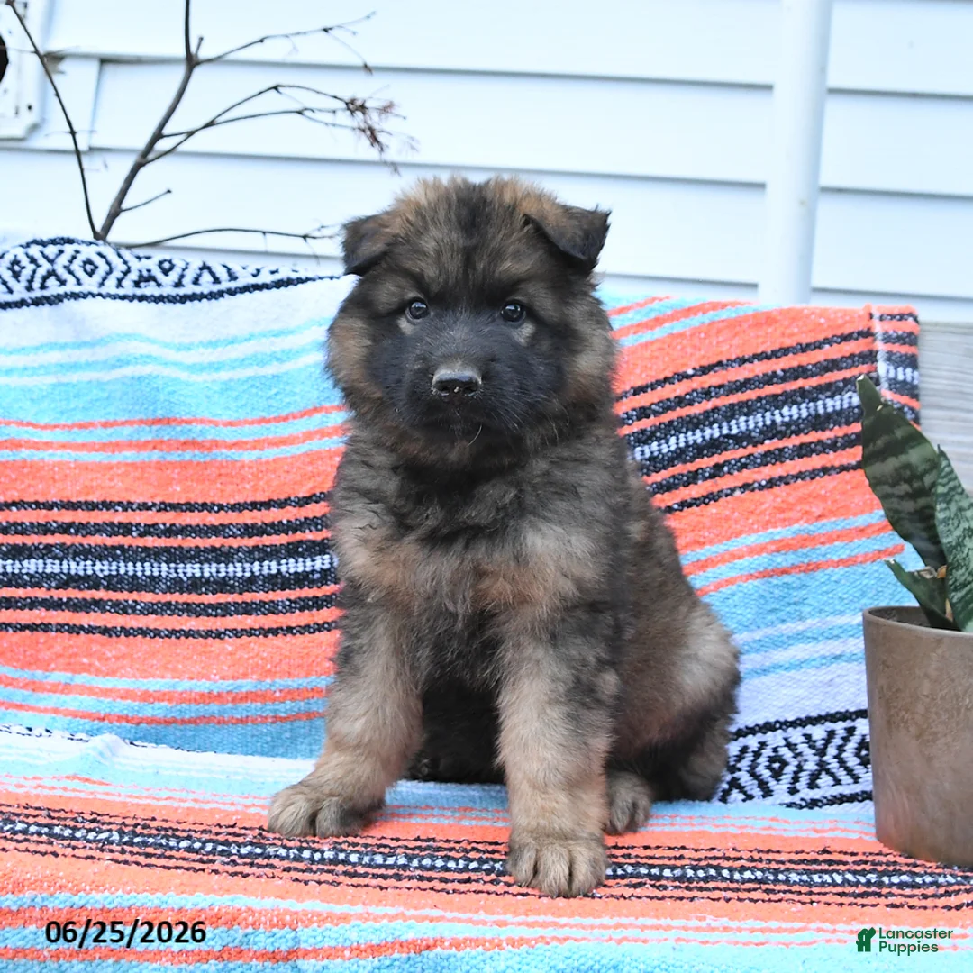 German Shepherd dogs for sale: Levi - Ad 2