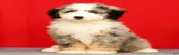 Mini Bernedoodle dogs for sale: River - Ad 2
