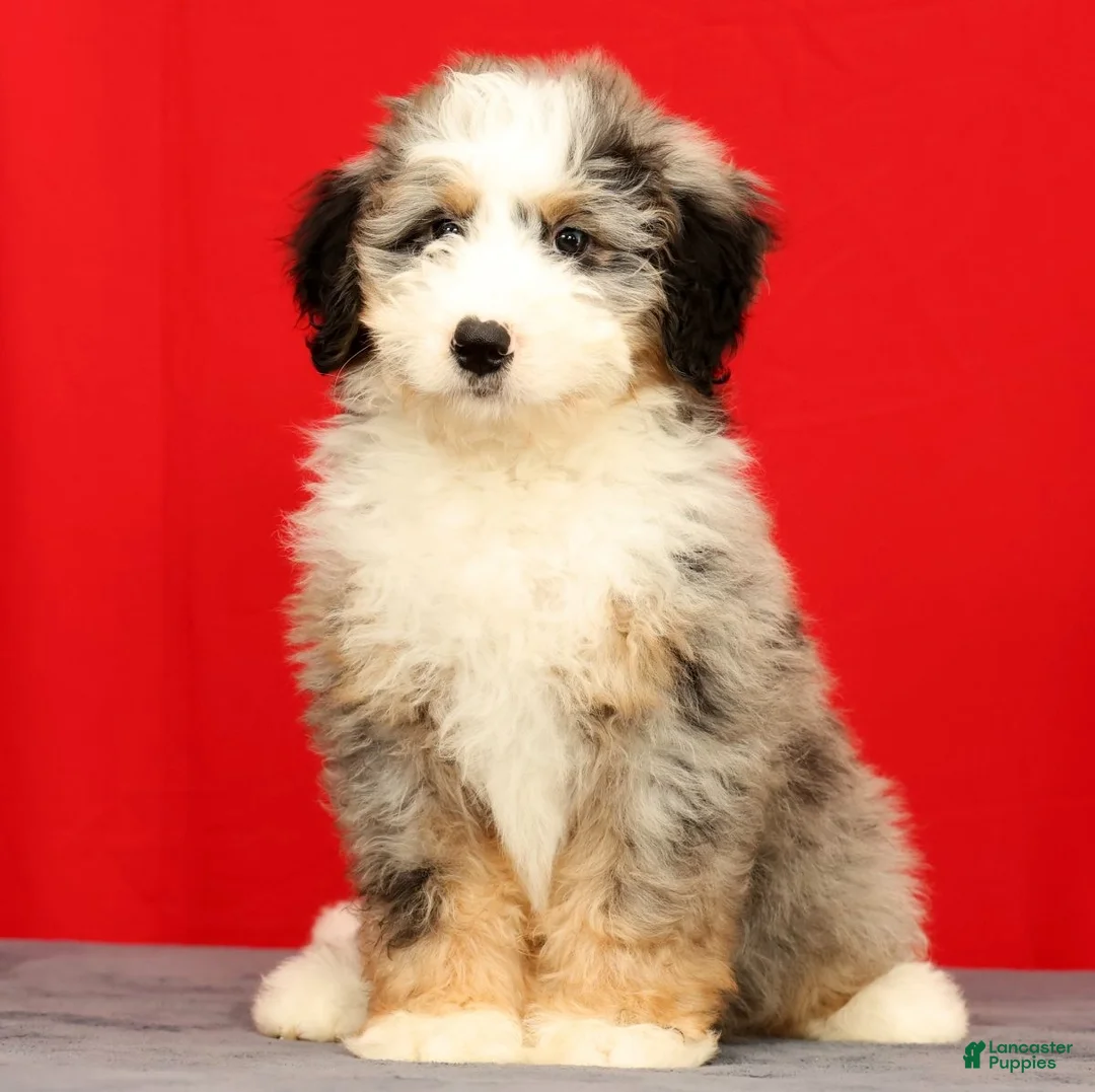 Mini Bernedoodle dogs for sale: River - Ad 2