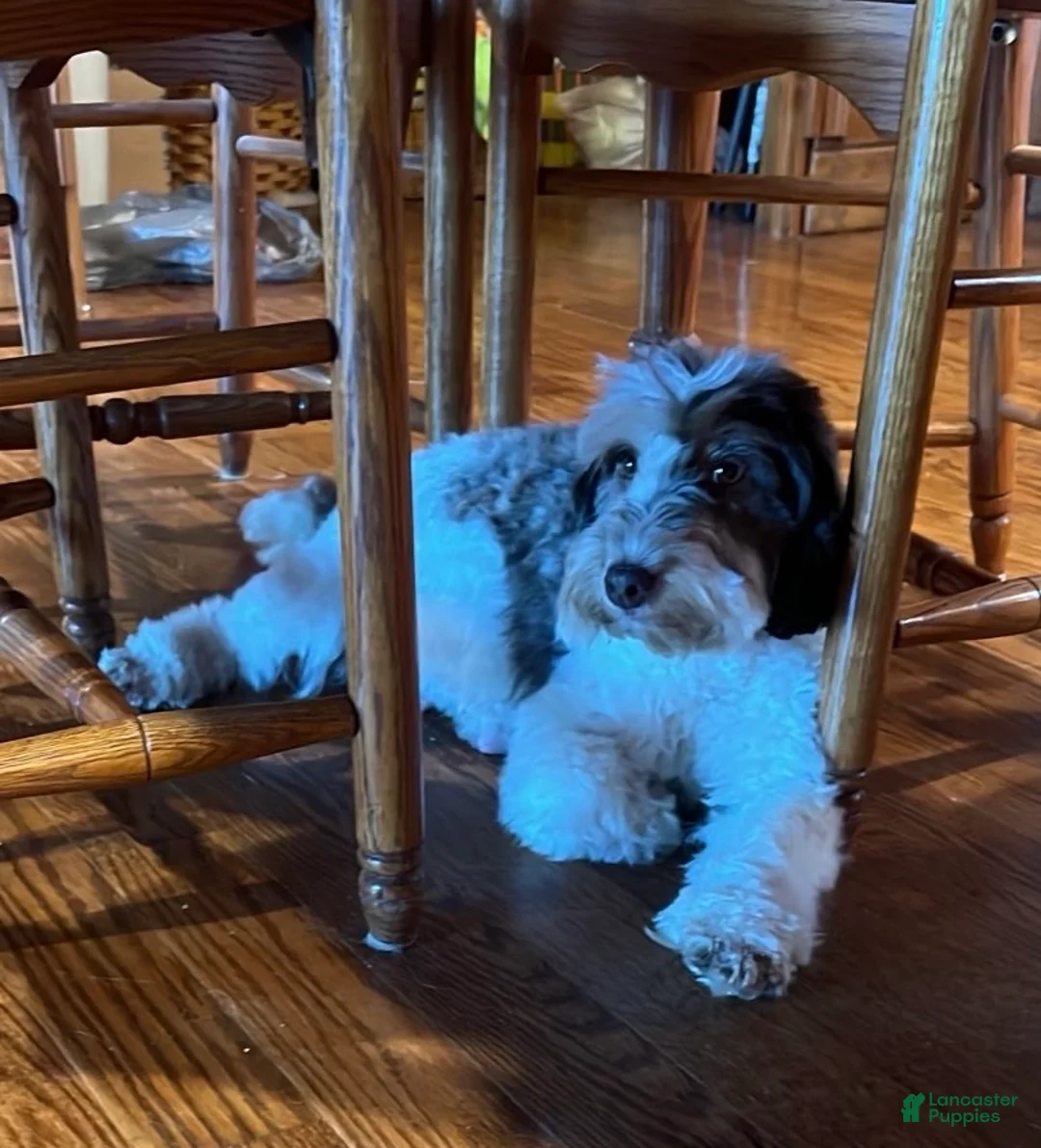 Mixed Breed dogs for sale: Cooper - Mini Whoodle - Ad 2