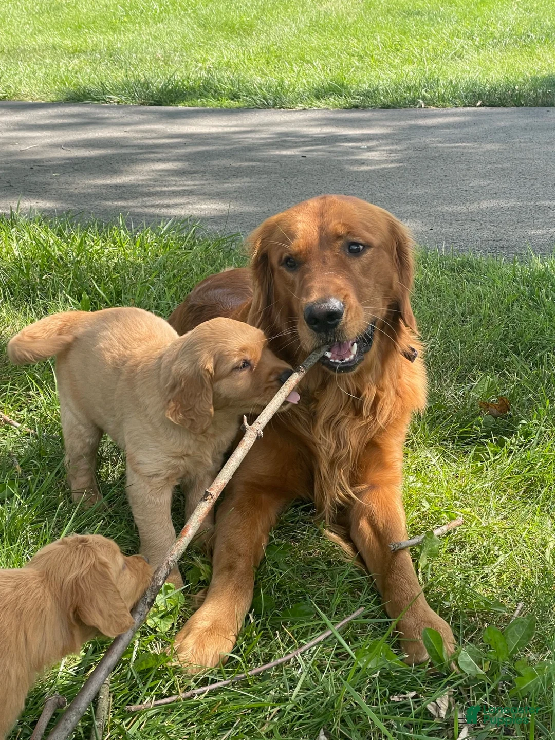 Golden Retriever dogs for sale: Golden Retriever 2 - Ad 11