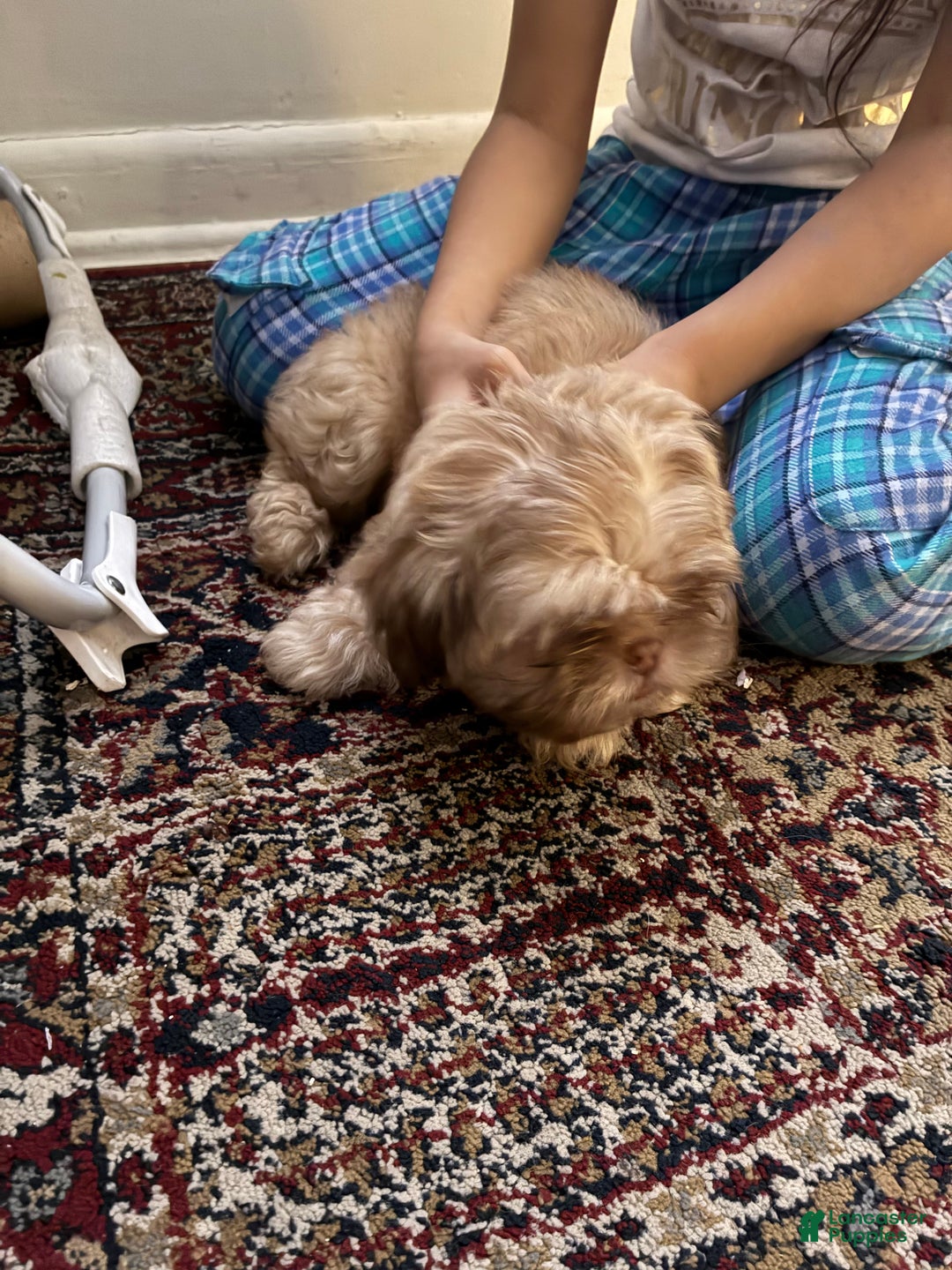 Shih Tzu dogs for sale: Shih Tzu Puppy 1 - Ad 1