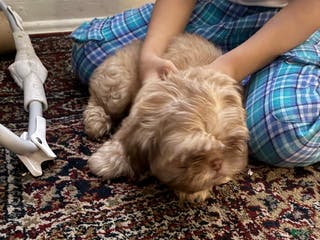 Shih Tzu dogs Shih Tzu Puppy 1 - Ad 27