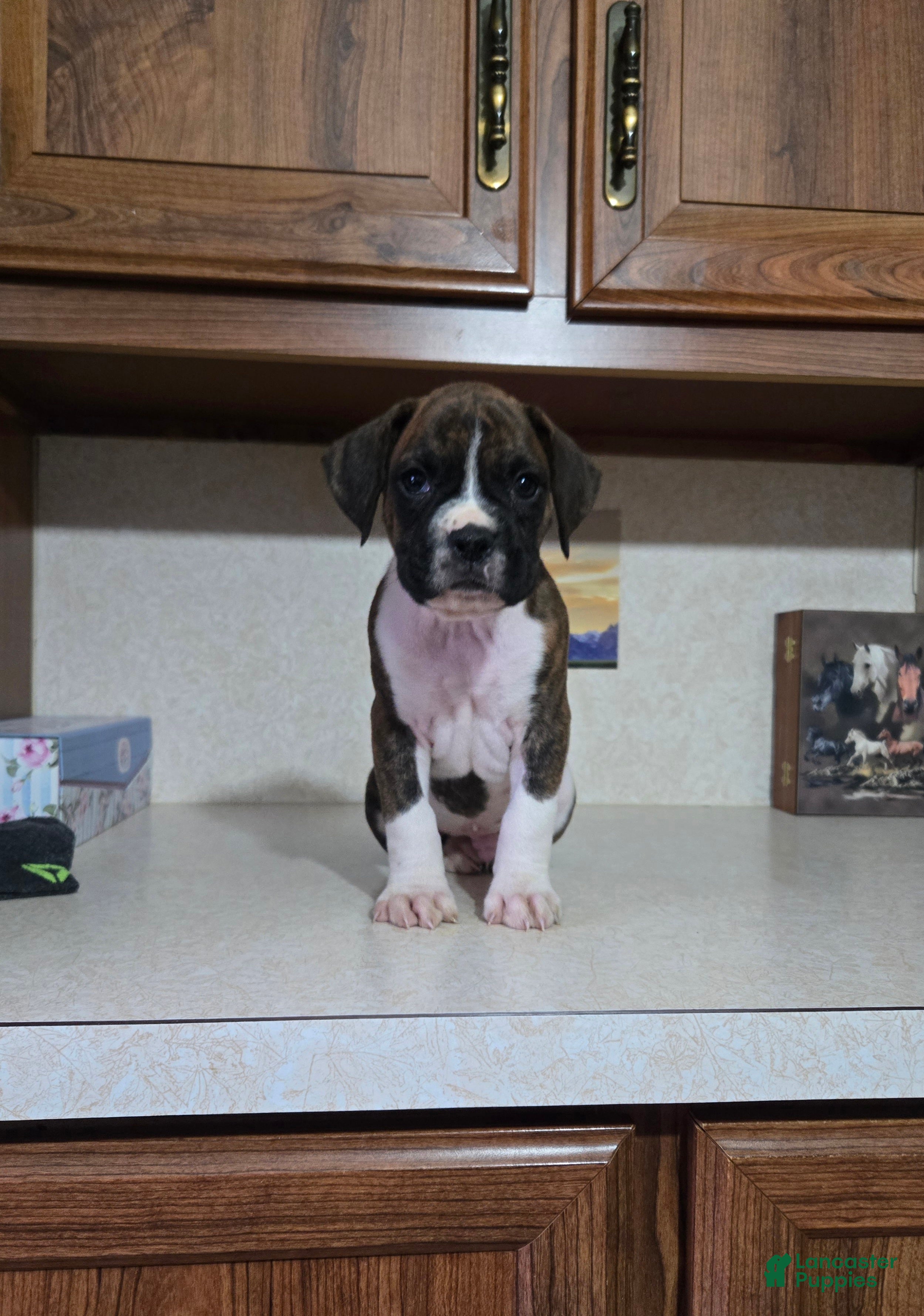 Boxer dogs for sale: Denver - Ad 3
