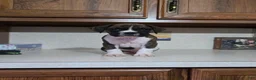 Boxer dogs for sale: Denver - Ad 1