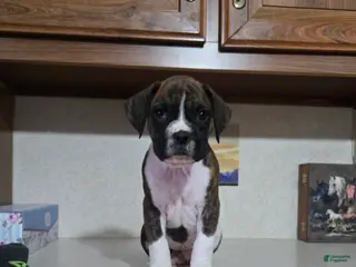 Boxer dogs for sale: Denver - Ad 3
