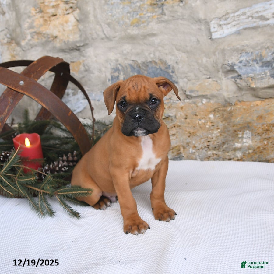 Boxer dogs Hero - Ad 38