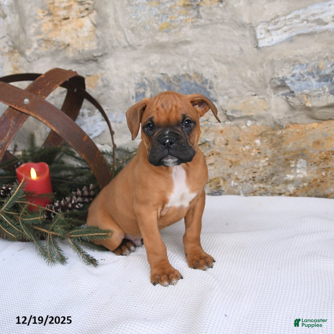 Boxer dogs for sale: Hero - Ad 1