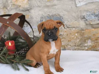 Boxer dogs Hero - Ad 37