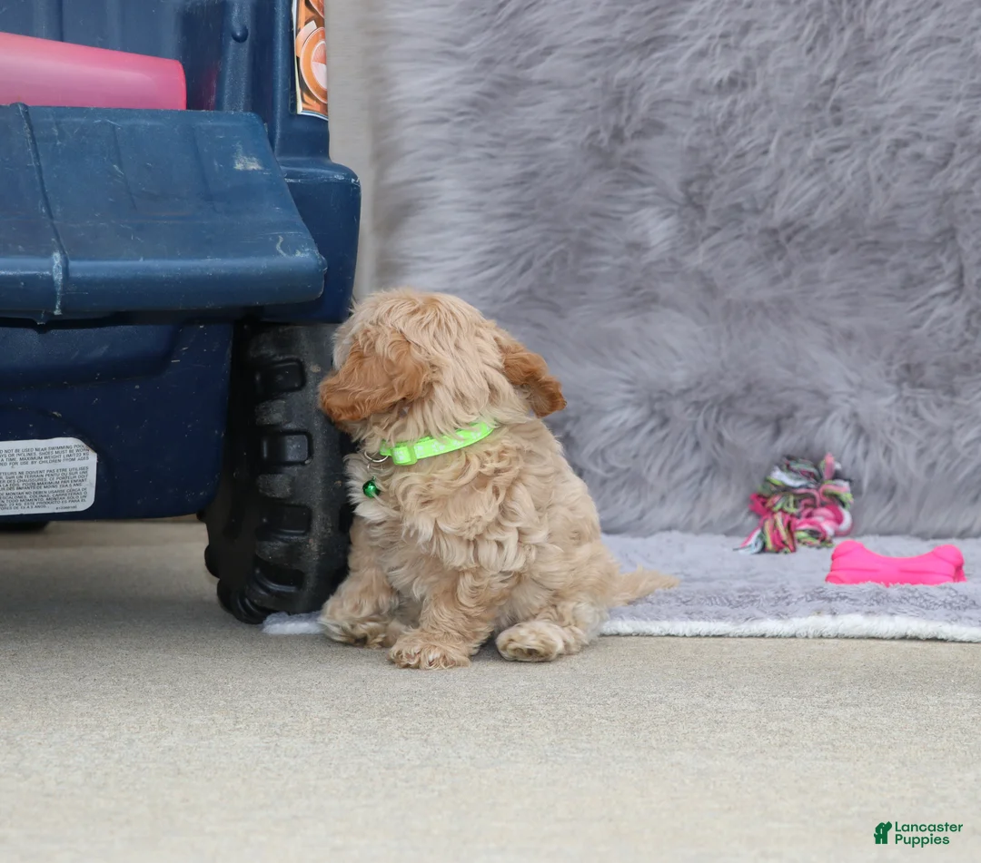 Havapoo dogs for sale: Addie 👨‍👨‍👦‍👦💞🐕Miniature - Ad 4