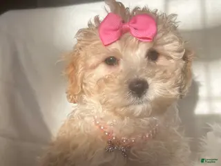 Mixed Breed dogs Beauty - Ad 19