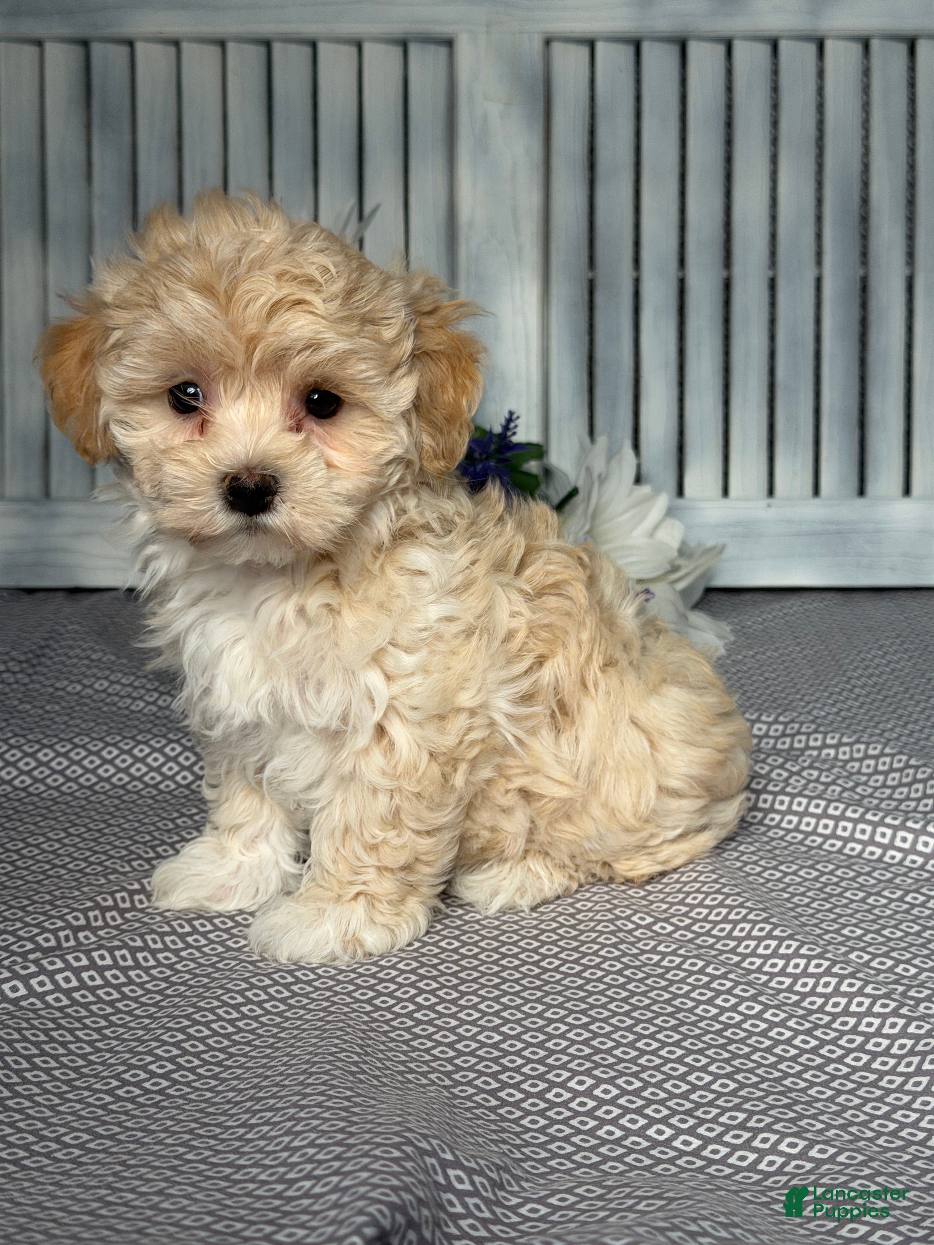 Maltipoo dogs Emily  - Ad 2
