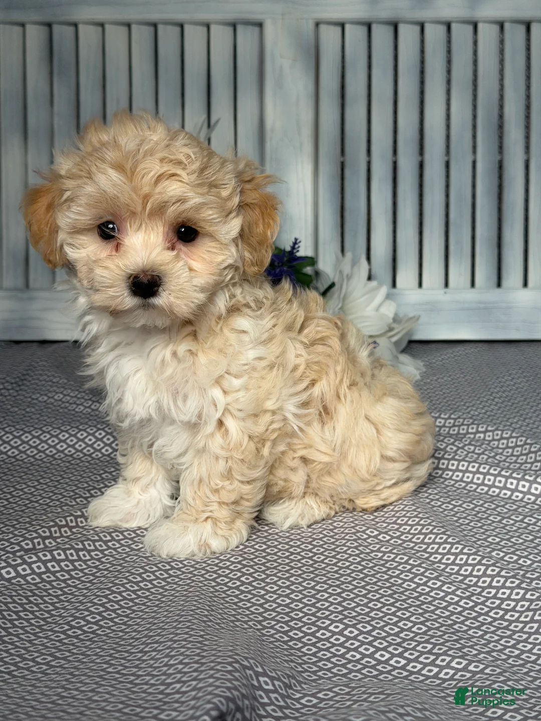 Maltipoo dogs for sale: Emily  - Ad 2