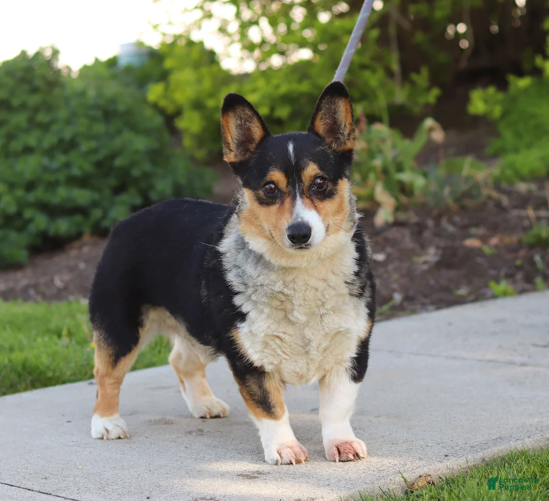 Welsh Corgi Pembroke dogs for sale: Freddy - Ad 10