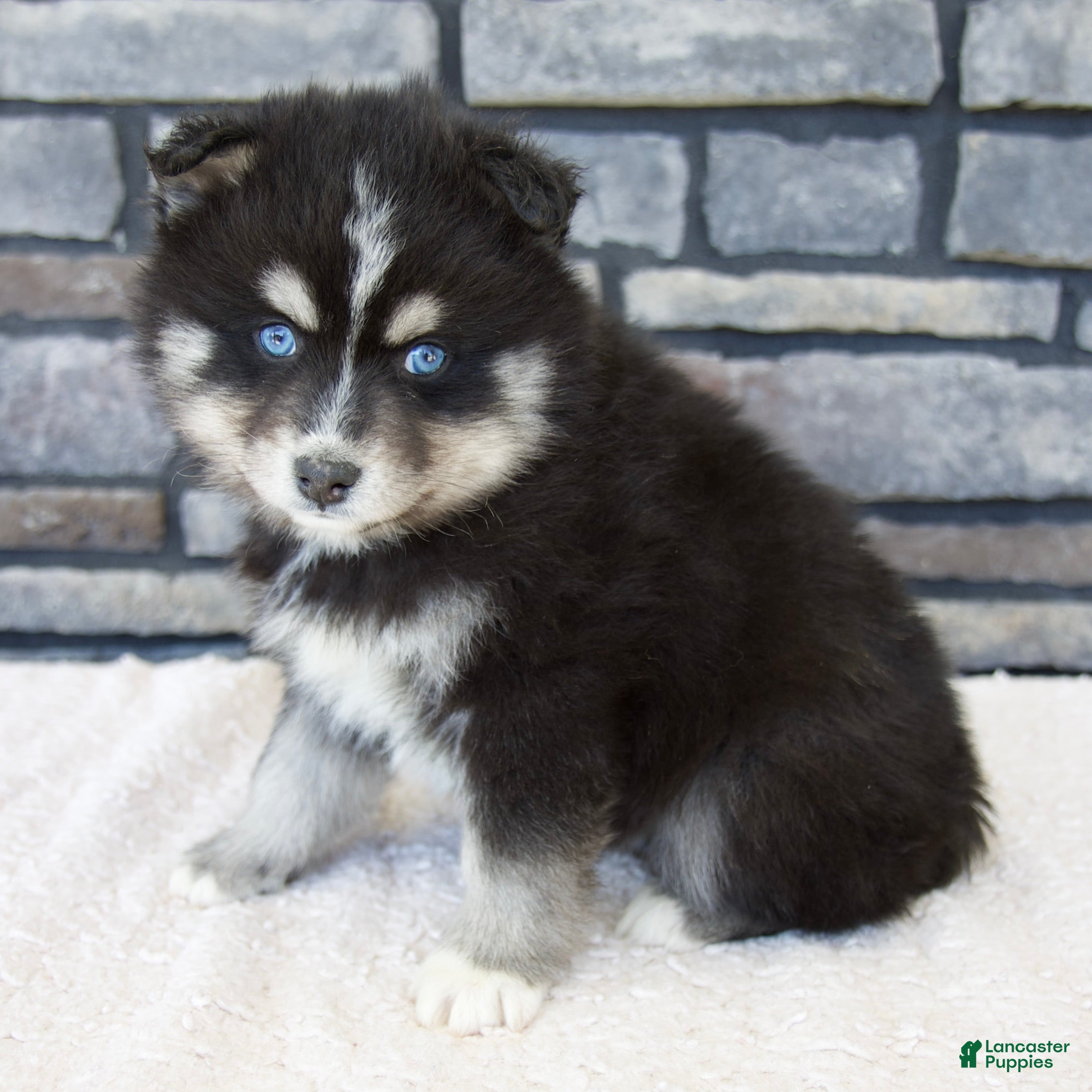 Pomsky dogs Raven - Ad 1