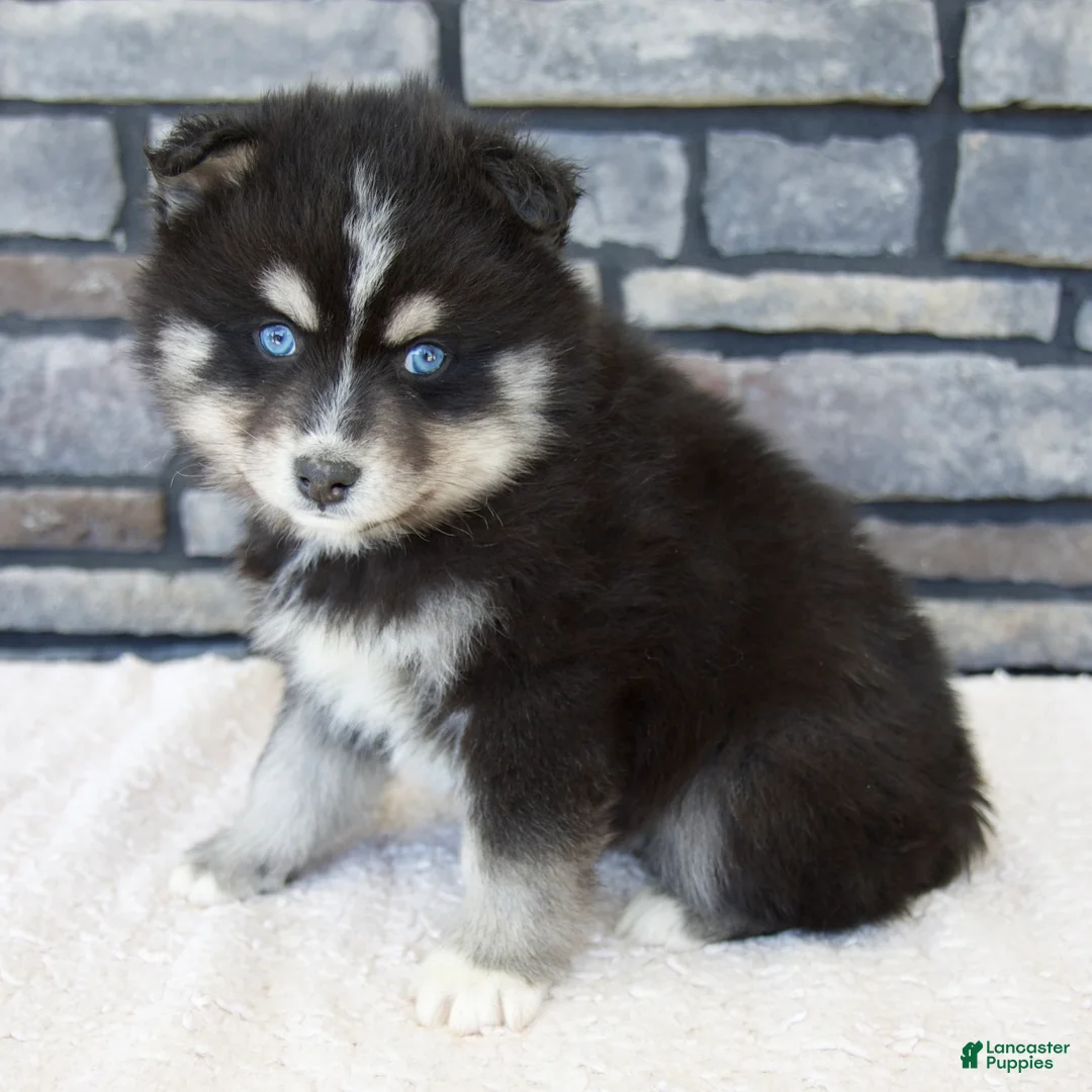 Pomsky dogs for sale: Raven - Ad 1