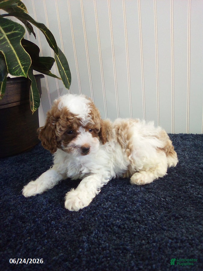 Toy Poodle dogs Tonya - Ad 2