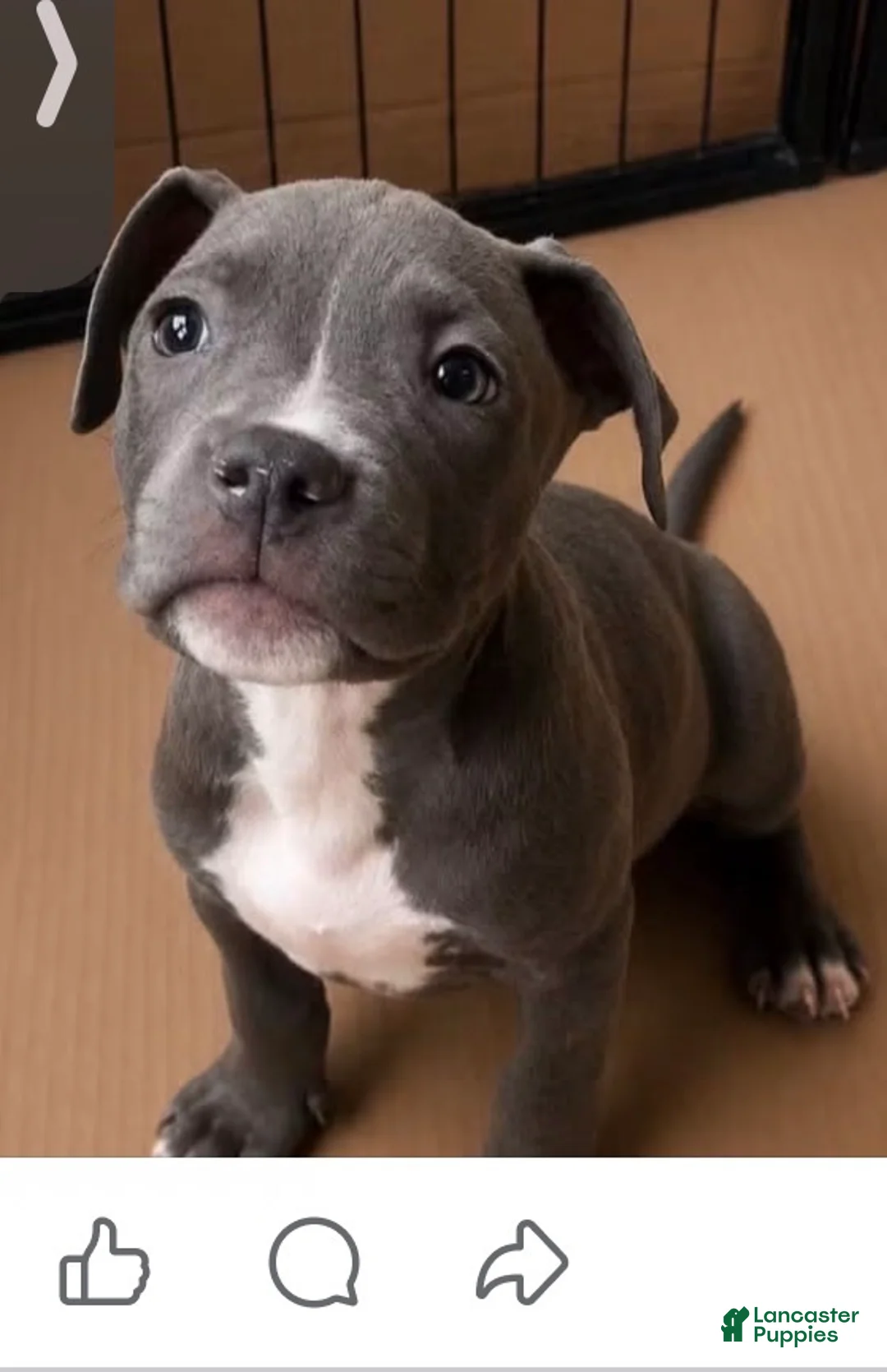 American Bully dogs for sale: American Bully 2 - Ad 1