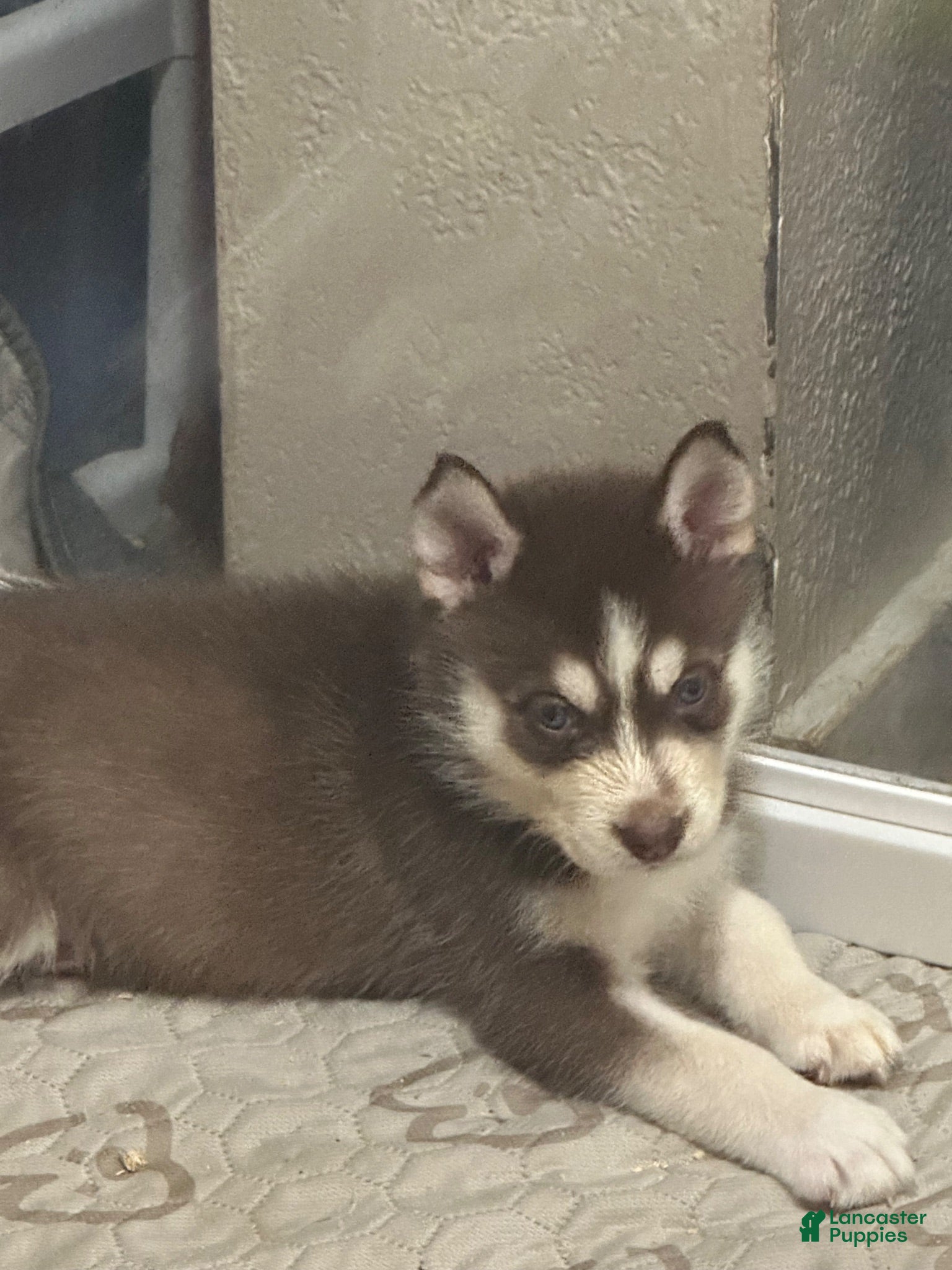 Siberian Husky dogs Siberian Husky 3 - Ad 6