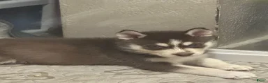 Siberian Husky 3