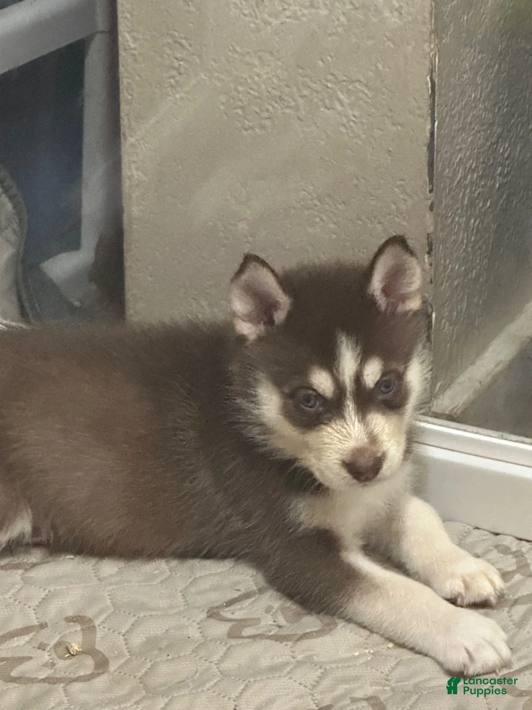 Siberian Husky dogs for sale: Siberian Husky 3 - Ad 1