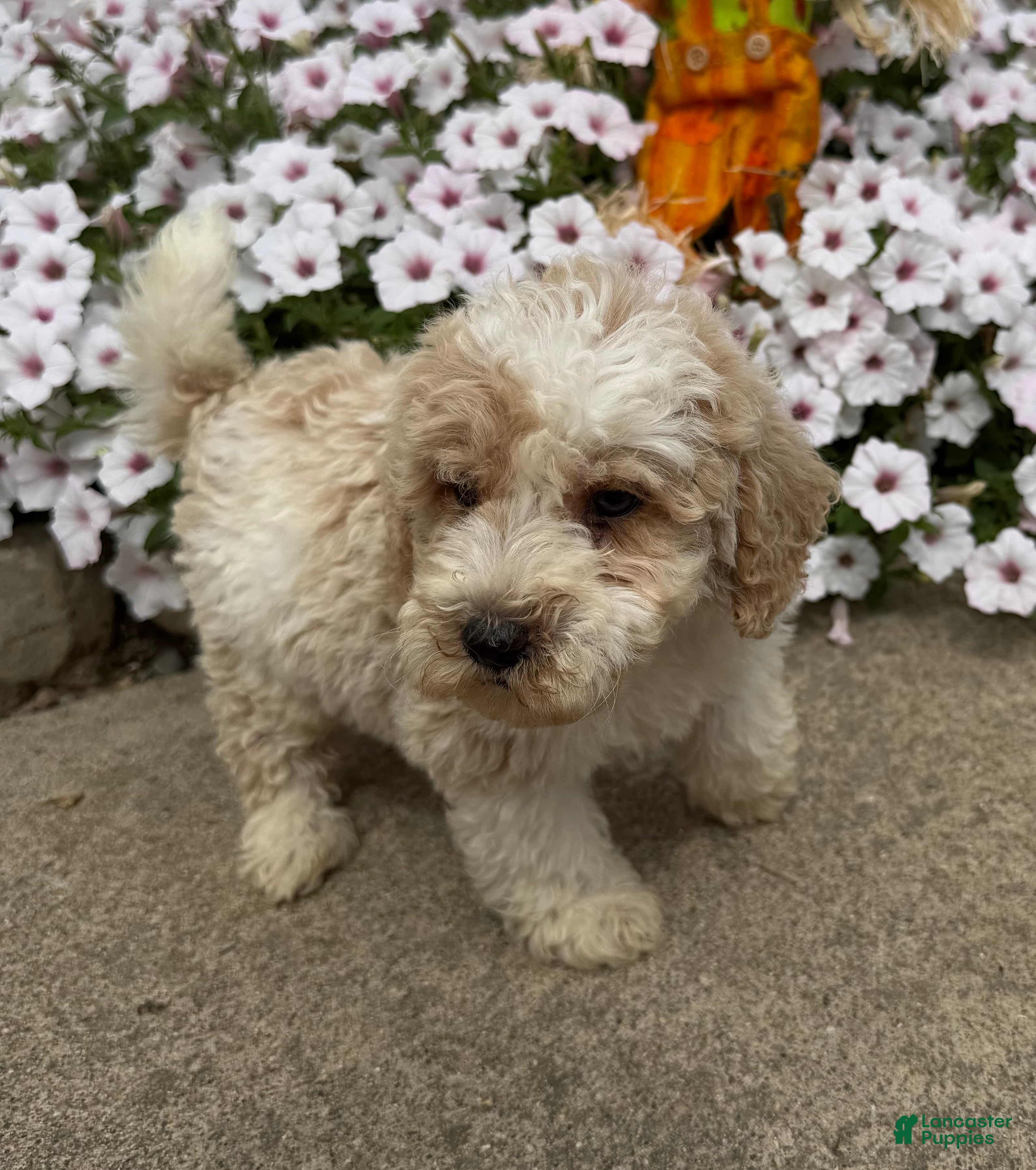 Miniature Poodle dogs Billy - Ad 1