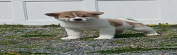 Akita dogs for sale: Willow - Ad 8