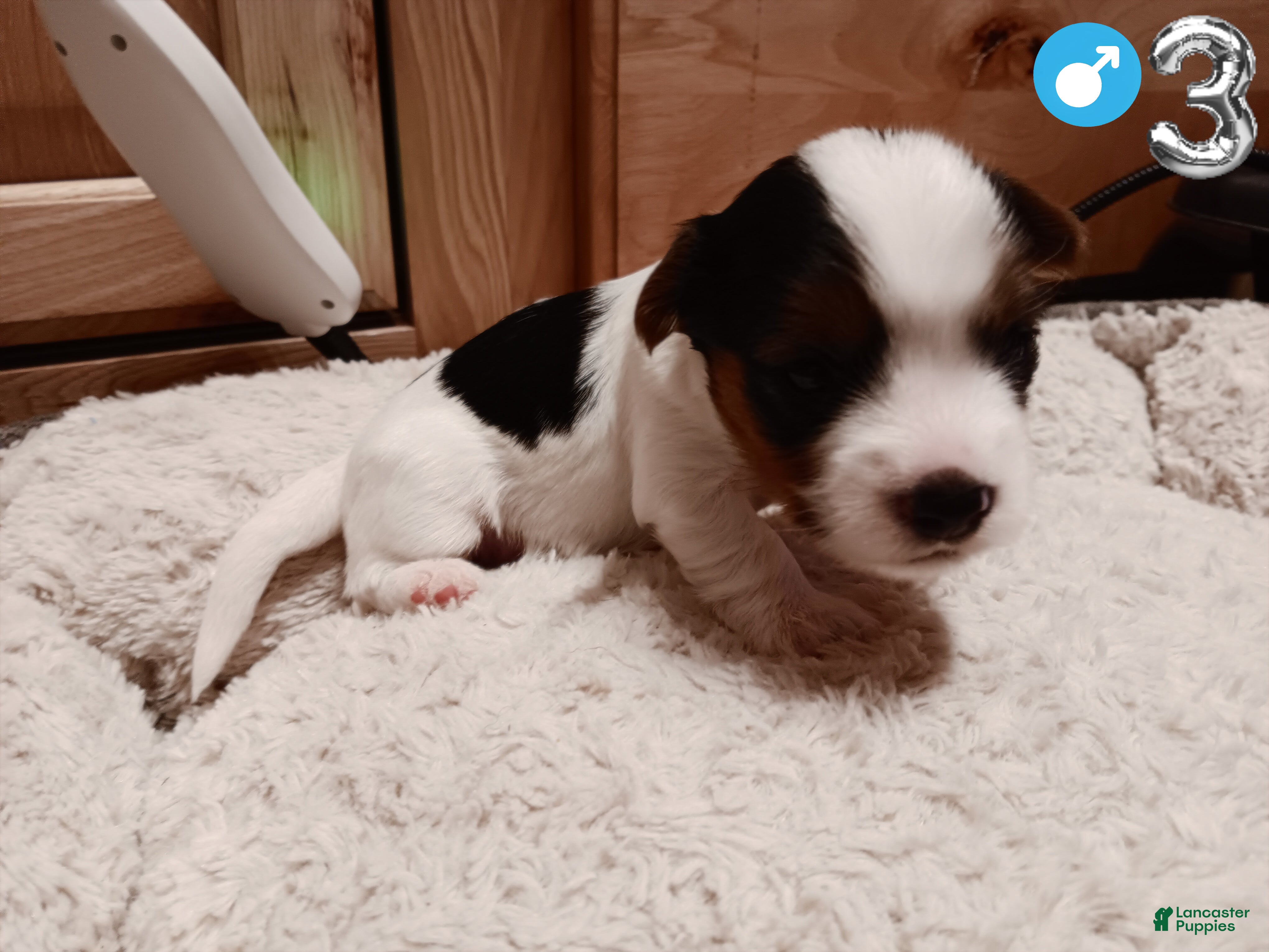 Mixed Breed dogs #3 Parti-Biewer Yorkshire Terrier Male - Ad 29