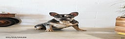 French Bulldog dogs for sale: Merly - Ad 3